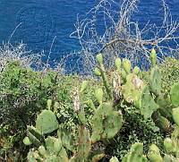 KB01 Opuntia dilenii.jpg