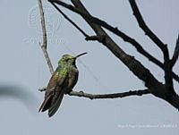 MASM08257 Apodiformes.jpg