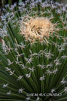 3R 01340 Dasylirion acrotrichum.jpg