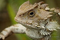 CHH02 Phrynosoma sp..JPG