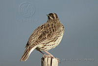 MGaves 863 Sturnella neglecta.jpg