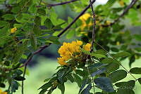 FJRS0217 Senna racemosa.jpg