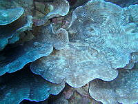 JAJ0074 Agaricia lamarcki.jpg