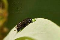 SM0553 Gastrophysa cyanea.jpg