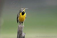 CNS0935 Sturnella neglecta.jpg
