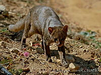 ELC0096 Puma yagouaroundi.jpg