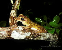 JAEP01 Triprion petasatus.jpg