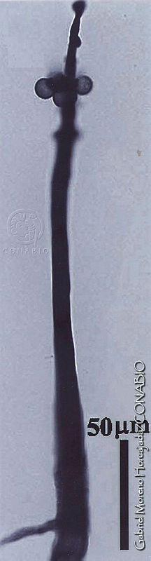 GMH0030%20Macbrideola%20decapillata.jpg.jCey7IH0MYEbkYdhQA3g0JtbmFja29CbnFuZ3NAbXJ6LGtwZwA.CUfC3U5 Vx