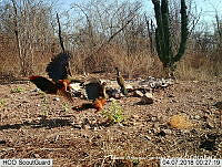 MAGB 0132 Ortalis wagleri.JPG