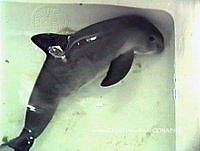 NBA0013 Phocoena sinus.jpg