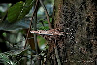 AGM001 Ganoderma applanatum.jpg