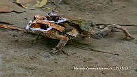 MN6FS 0047 Incilius spiculatus.jpg