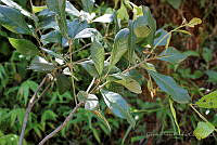 GFF0020 Quercus oleoides.JPG