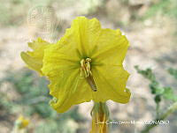 JF140 0144 Solanum rostratum.jpg