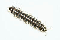 MASM07485 Myriapoda.jpg