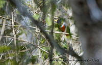 AAKVDH 0287 Trogon elegans.JPG