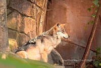 ADMO 0001 Canis lupus baileyi.jpg