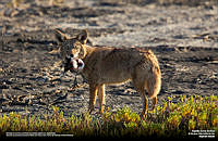 Coyote_Alejandro Boneta.jpg