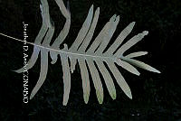 Zongo 0012 Phlebodium pseudoaureum.jpg