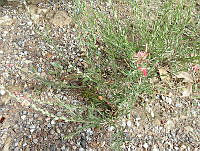 ASSA037 Oenothera suffrutescens.jpg