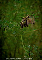 FBA1236 Caesalpinia mexicana.jpg