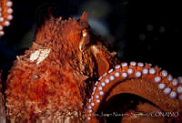 CNS1305 Enteroctopus dofleini.jpg