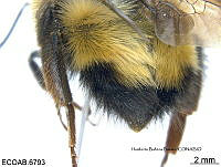 ME006 Abejas 0007 Bombus queretaroensis sp. nov..jpg