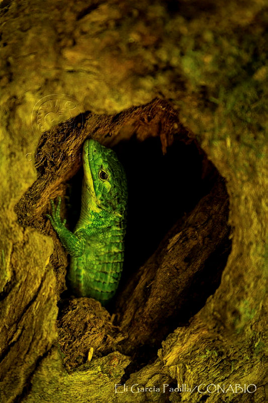 EGP0403%20Abronia%20smithi.jpg.iSfn7 fzMRn5P5NhQA3g0JtbmFja29CbnFuZ3NAbXJ6LGtwZQA.v5NylHK2 z