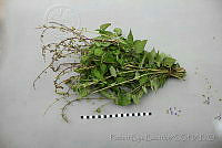 RBB0426 Salvia circinata.jpg