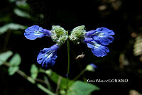 ME010 KV 02600 Salvia lasiocephala Hook. & Arn., 1838.JPG