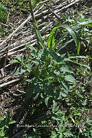 SG019 0328 Amaranthus spinosus.jpg