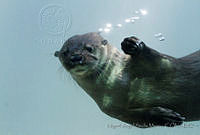 MASM05000 Lontra longicaudis.jpg