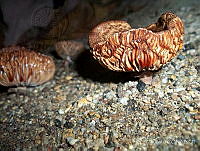 AP01 Russulaceae.jpg