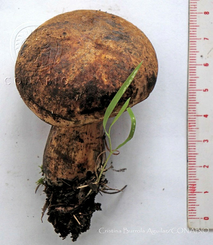 CBA0338%20Boletus%20luridiformis.JPG.iieb0IL0MTU3cW1hQA3g0JtbmFja29CbnFuZ3NAbXJ6LGtwZwA.EiajptHlwE
