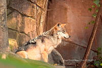 ADMO 0001 Canis lupus baileyi.jpg