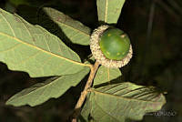 MDLLPG0138 Quercus praeco.jpg