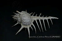 LCF0196 Gastropoda.jpg