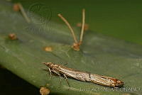 OIEA0010 Cactoblastis cactorum.jpg