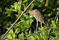 PC0023 Nyctanassa violacea.jpg