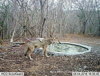 MAGB 0076 Canis latrans.JPG
