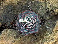 IRR 0380 Echeveria.jpg