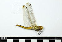HOS049 Odonata.jpg