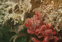 IDG1678 Monanchora arbuscula.jpg