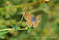 JCGM02417 Leptotes marina.jpg