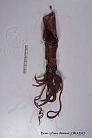 KT014 0092 Mastigotragus pyrodes.JPG