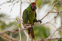 JRRO0424 Ara militaris.jpg