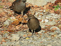 MCS IM0165 Callipepla douglasii ssp. vanderbilti.jpg