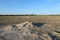 QE005 0093 Cynomys mexicanus.jpg