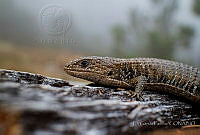 EGP0429 Barisia planifrons.JPG