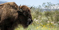 BF01 Bison bison.jpg
